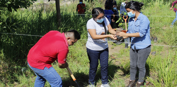 REFORESTACIÓN Y SIEMBRA INTERCALADA DE PLANTAS DE CAFÉ EN ASOCIACIÓN CON PLANTACIONES DE ACACIA